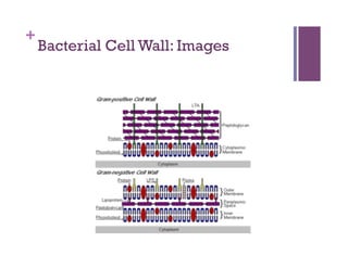 +
    Bacterial Cell Wall: Images
 