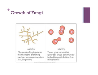 +
    Growth of Fungi
 