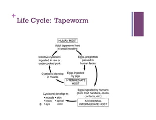 +
    Life Cycle: Tapeworm
 