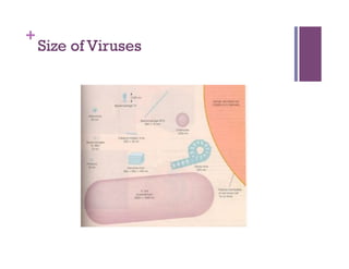 +
    Size of Viruses
 