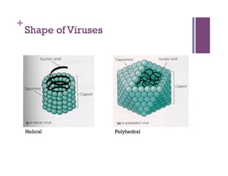 +
    Shape of Viruses




    Helical            Polyhedral
 
