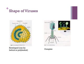 +
    Shape of Viruses




    Enveloped (can be
                             Complex
    helical or polyhedral)
 