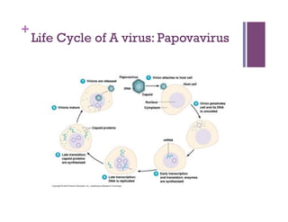 +
    Life Cycle of A virus: Papovavirus
 