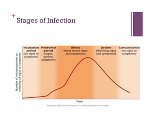 +
    Stages of Infection
 