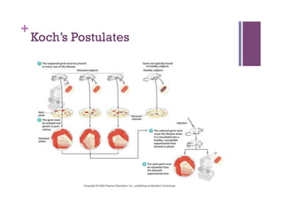 +
    Koch’s Postulates
 