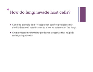 +
    How do fungi invade host cells?

        Candida albicans and Trichophyton secrete proteases that
         modify host cell membranes to allow attachment of the fungi

        Cryptococcus neoformans produces a capsule that helps it
         resist phagocytosis
 