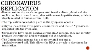Human coronaviruses do not grow well in cell culture , details of viral
replication have come from studies with mouse hepatitis virus, which is
closely related to human strain OC43.
The replication cycle takes place in the cytoplasm of cells.
entry to the cell the virus particle is uncoated and the RNA genome is
deposited into the cytoplasm.
Coronavirus have single positive strand RNA genome, they can directly
produce their protein and new genome in the cytoplasm.
The Coronavirus genome has a 5’ methylated cap and a
3’polyadenylated tail. This allows the RNA to attach to ribosomes for
translation.
 