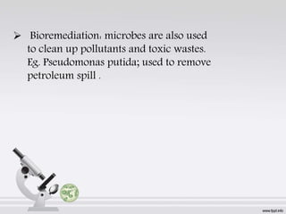  Bioremediation: microbes are also used
to clean up pollutants and toxic wastes.
Eg. Pseudomonas putida; used to remove
petroleum spill .
 