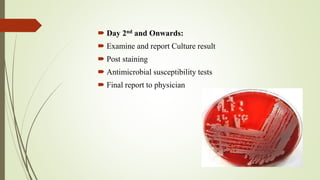  Day 2nd and Onwards:
 Examine and report Culture result
 Post staining
 Antimicrobial susceptibility tests
 Final report to physician
 