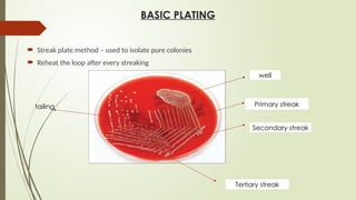 BASIC PLATING
 Streak plate method – used to isolate pure colonies
 Reheat the loop after every streaking
well
Primary streak
Secondary streak
Tertiary streak
tailing
 