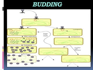Microbiology protozoans Slide 17