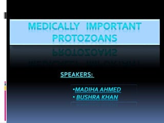 Microbiology protozoans Slide 2
