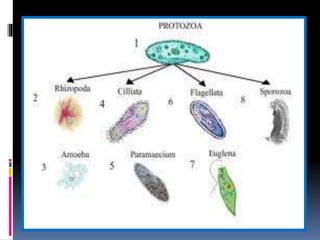 Microbiology protozoans Slide 4