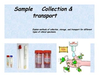 Sampling Collection microbiology__sample_____collection.pptx
