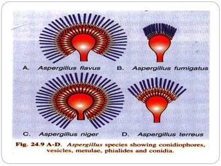 Microbiology seminar | PPTX