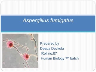 Prepared by
Deepa Devkota
Roll no:07
Human Biology 7th batch
Aspergillus fumigatus
 