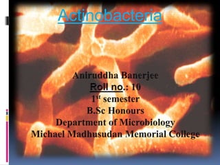 Actinobacteria
 