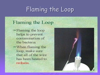Flaming the Loop

 