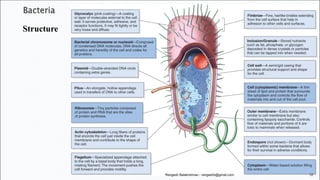 Bacteria: Structure, Morphology, and Cellular Components | PDF
