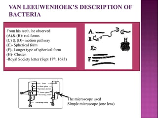 From his teeth, he observed
(A)& (B)- rod forms
(C) & (D)- motion pathway
(E)- Spherical form
(F)- Longer type of spherical form
(H)- Cluster
-Royal Society letter (Sept 17th, 1683)
The microscope used
Simple microscope (one lens)
 