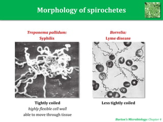 Morphology of spirochetes
Less tightly coiledTightly coiled
highly flexible cell wall
able to move through tissue
Treponema pallidum:
Syphilis
Borrelia:
Lyme disease
Burton’s Microbiology: Chapter 4
 