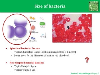 Size of bacteria
• Spherical bacteria: Coccus
– Typical diameter: 1 μm (1 million micrometers = 1 meter)
– Seven cocci fit the diameter of human red blood cell
• Rod-shaped bacteria: Bacillus
– Typical length: 3 μm
– Typical width: 1 μm
Burton’s Microbiology: Chapter 2
 