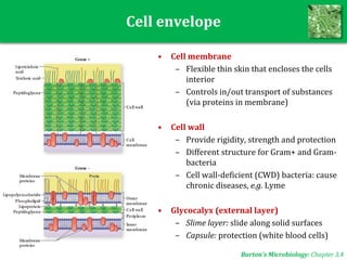 Cell envelope
• Cell membrane
– Flexible thin skin that encloses the cells
interior
– Controls in/out transport of substances
(via proteins in membrane)
• Cell wall
– Provide rigidity, strength and protection
– Different structure for Gram+ and Gram-
bacteria
– Cell wall-deficient (CWD) bacteria: cause
chronic diseases, e.g. Lyme
• Glycocalyx (external layer)
– Slime layer: slide along solid surfaces
– Capsule: protection (white blood cells)
Burton’s Microbiology: Chapter 3,4
 