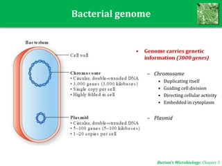 Bacterial genome
Burton’s Microbiology: Chapter 3
• Genome carries genetic
information (3000 genes)
– Chromosome
• Duplicating itself
• Guiding cell division
• Directing cellular activity
• Embedded in cytoplasm
– Plasmid
 