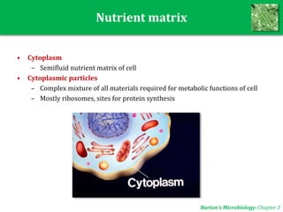 Nutrient matrix
• Cytoplasm
– Semifluid nutrient matrix of cell
• Cytoplasmic particles
– Complex mixture of all materials required for metabolic functions of cell
– Mostly ribosomes, sites for protein synthesis
Burton’s Microbiology: Chapter 3
 