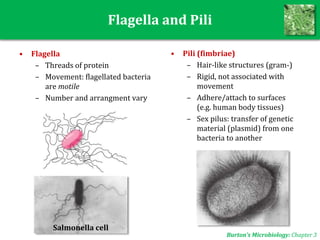 Flagella and Pili
• Flagella
– Threads of protein
– Movement: flagellated bacteria
are motile
– Number and arrangment vary
Burton’s Microbiology: Chapter 3
• Pili (fimbriae)
– Hair-like structures (gram-)
– Rigid, not associated with
movement
– Adhere/attach to surfaces
(e.g. human body tissues)
– Sex pilus: transfer of genetic
material (plasmid) from one
bacteria to another
Salmonella cell
 