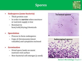 Spores
Burton’s Microbiology: Chapter 3
• Endospores (some bacteria)
– Thick protein coat
– In order to survive when moisture
or nutrient supply is low
– Resistant to
heat/cold/drying/chemicals
• Sporulation
– Process to form endospores
– Copy of chromosome (most
valuable) and cytoplasm enclosed
• Germination
– Dried spore lands on moist
nutrient-rich surface
– New bacterial cell emerges (a seed)
Terminal spores
Subterminal spores
 