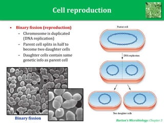 Cell reproduction
• Binary fission (reproduction)
– Chromosome is duplicated
(DNA replication)
– Parent cell splits in half to
become two daughter cells
– Daughter cells contain same
genetic info as parent cell
Burton’s Microbiology: Chapter 3
Binary fission
 