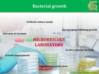 Bacterial growth
Burton’s Microbiology: Chapter 8
Encouraging/Inhibting growth
MICROBIOLOGY
LABORATORY
In vitro: outside the body
Artificial culture media
Growth requirements
Inoculate & Incubate
Population growth curve
 