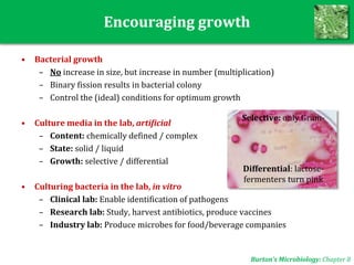 Encouraging growth
• Bacterial growth
– No increase in size, but increase in number (multiplication)
– Binary fission results in bacterial colony
– Control the (ideal) conditions for optimum growth
• Culture media in the lab, artificial
– Content: chemically defined / complex
– State: solid / liquid
– Growth: selective / differential
• Culturing bacteria in the lab, in vitro
– Clinical lab: Enable identification of pathogens
– Research lab: Study, harvest antibiotics, produce vaccines
– Industry lab: Produce microbes for food/beverage companies
Burton’s Microbiology: Chapter 8
Selective: only Gram-
Differential: lactose-
fermenters turn pink
 