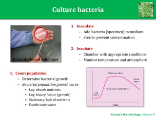 Culture bacteria
1. Inoculate
– Add bacteria (specimen) to medium
– Sterile: prevent contamination
2. Incubate
– Chamber with appropriate conditions
– Monitor temperature and atmosphere
Burton’s Microbiology: Chapter 8
3. Count population
– Determine bacterial growth
– Bacterial population growth curve
• Lag: absorb nutrients
• Log: binary fission (growth)
• Stationary: lack of nutrients
• Death: toxic waste
Innoculation of solid agar
 