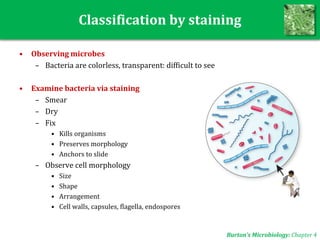 Classification by staining
• Observing microbes
– Bacteria are colorless, transparent: difficult to see
• Examine bacteria via staining
– Smear
– Dry
– Fix
• Kills organisms
• Preserves morphology
• Anchors to slide
– Observe cell morphology
• Size
• Shape
• Arrangement
• Cell walls, capsules, flagella, endospores
Burton’s Microbiology: Chapter 4
 