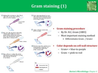Gram staining (1)
• Gram staining procedure
– By Dr. H.C. Gram (1883)
– Most important staining method
• Differentiates Gram- / Gram+
• Color depends on cell wall structure
– Gram+ = blue-to-purple
– Gram- = pink-to-red
Burton’s Microbiology: Chapter 4
 