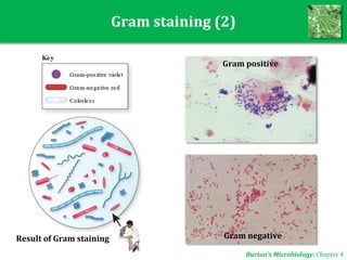 Gram staining (2)
Gram negative
Gram positive
Burton’s Microbiology: Chapter 4
Result of Gram staining
 