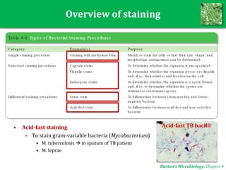 Overview of staining
• Acid-fast staining
– To stain gram-variable bacteria (Mycobacterium)
• M. tuberculosis  in sputum of TB patient
• M. leprae
Burton’s Microbiology: Chapter 4
Acid-fast TB bacilli
 