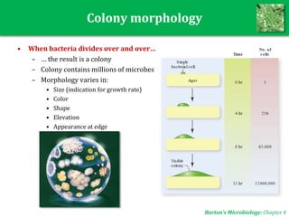 Colony morphology
• When bacteria divides over and over…
– … the result is a colony
– Colony contains millions of microbes
– Morphology varies in:
• Size (indication for growth rate)
• Color
• Shape
• Elevation
• Appearance at edge
Burton’s Microbiology: Chapter 4
 