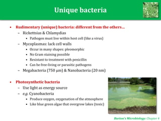 Unique bacteria
• Rudimentary (unique) bacteria: different from the others…
– Rickettsias & Chlamydias
• Pathogen must live within host cell (like a virus)
– Mycoplasmas: lack cell walls
• Occur in many shapes: pleomorphic
• No Gram staining possible
• Resistant to treatment with penicillin
• Can be free-living or parasitic pathogens
– Megabacteria (750 μm) & Nanobacteria (20 nm)
• Photosynthetic bacteria
– Use light as energy source
– e.g. Cyanobacteria
• Produce oxygen, oxygenation of the atmosphere
• Like blue green algae that overgrow lakes (toxic)
Burton’s Microbiology: Chapter 4
 