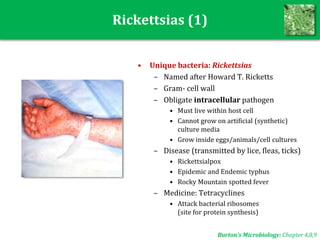 Rickettsias (1)
• Unique bacteria: Rickettsias
– Named after Howard T. Ricketts
– Gram- cell wall
– Obligate intracellular pathogen
• Must live within host cell
• Cannot grow on artificial (synthetic)
culture media
• Grow inside eggs/animals/cell cultures
– Disease (transmitted by lice, fleas, ticks)
• Rickettsialpox
• Epidemic and Endemic typhus
• Rocky Mountain spotted fever
– Medicine: Tetracyclines
• Attack bacterial ribosomes
(site for protein synthesis)
Burton’s Microbiology: Chapter 4,8,9
 