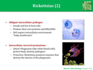 Rickettsias (2)
• Obligate intracellular pathogen
– Invade and live in host cells
– Produce their own proteins and RNA/DNA
– Still require intracellular environment:
“leaky membranes”
• Intracellular survival mechanisms
– Attack: Phagocytes (like white blood cells)
protect body, destroy pathogens
– Protection: Rickettsias produces enzymes that
destroy the interior of the phagocytes
Burton’s Microbiology: Chapter 4,14
 