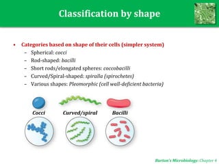 Classification by shape
• Categories based on shape of their cells (simpler system)
– Spherical: cocci
– Rod-shaped: bacilli
– Short rods/elongated spheres: coccobacilli
– Curved/Spiral-shaped: spiralla (spirochetes)
– Various shapes: Pleomorphic (cell wall-deficient bacteria)
BacilliCocci Curved/spiral
Burton’s Microbiology: Chapter 4
 