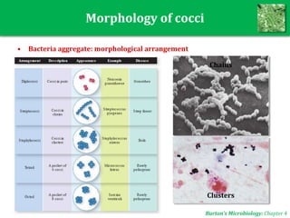 Morphology of cocci
Burton’s Microbiology: Chapter 4
Chains
Clusters
• Bacteria aggregate: morphological arrangement
 