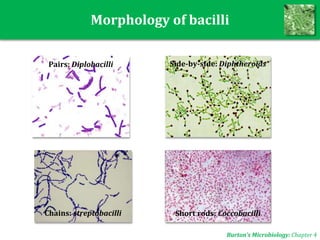 Morphology of bacilli
Chains: streptobacilli
Side-by-side: DiphtheroidsPairs: Diplobacilli
Short rods: Coccobacilli
Burton’s Microbiology: Chapter 4
 