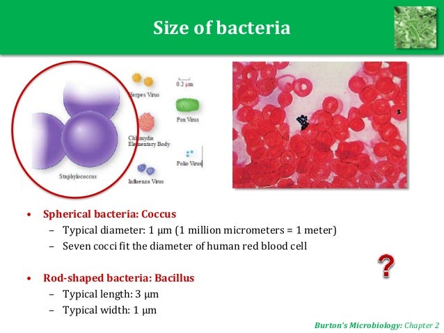 Microbiology Unit 2-3: Bacteria