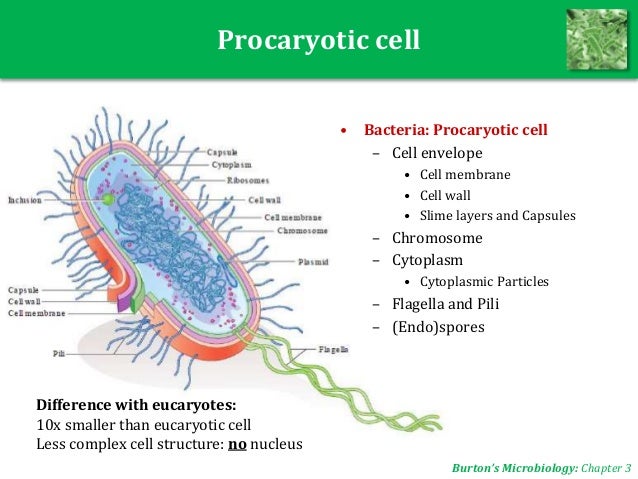 Microbiology Unit 2-3: Bacteria