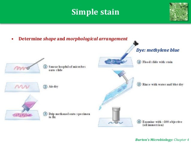 Microbiology Unit 2-3: Bacteria
