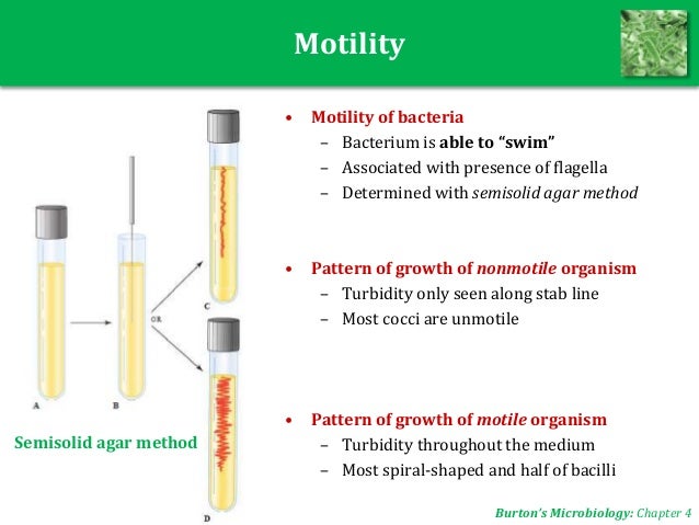 Motility Chart
